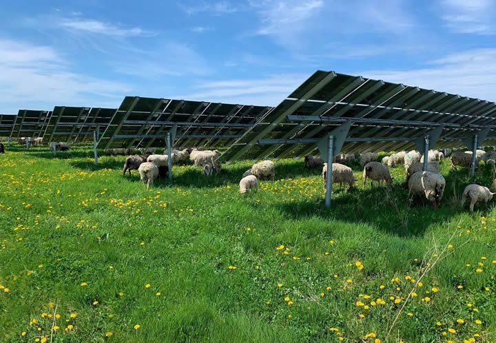 Solar + Sheep = Success! Renewable ways to live off the land