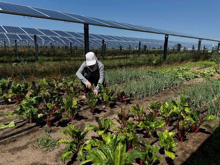How Agrivoltaics Can Help Solve Land Access Challenges for Emerging and Young Farmers