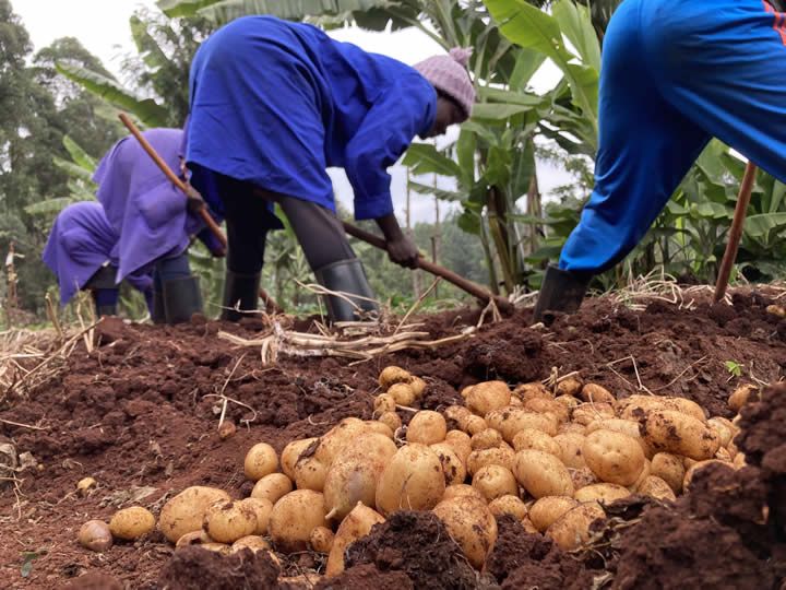 Smarter seeds, slower systems: Why innovation won’t matter without regulatory reform
